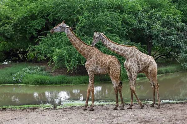 Stock image The giraff in the garden at nature sawana grass