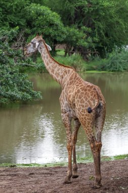 Bahçedeki zürafa Sawana Çimeni