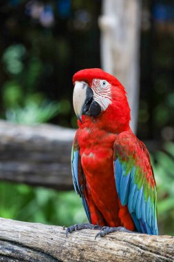 Bahçedeki kırmızı papağan kuşunun kafasını kapat.