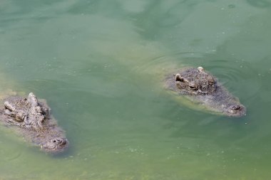 Koca kafalı timsah nehri boyladı.