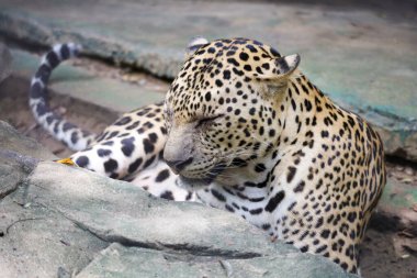 Leopar kaplanı kaya bahçesinde dinleniyor. 