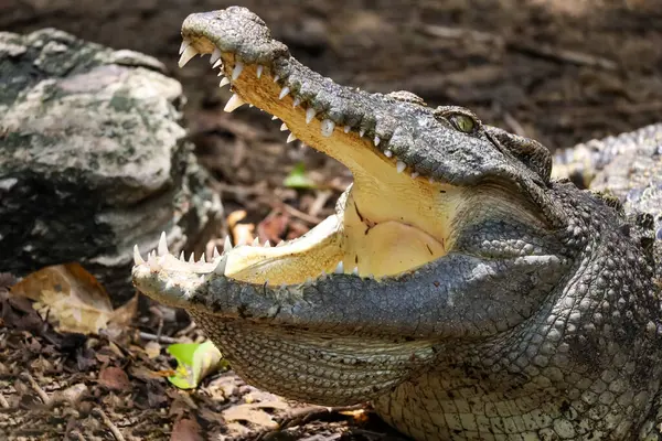 stock image Close up crocodile is action show head in garden