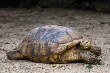 Tayland 'daki bahçede Sulcata kaplumbağası.