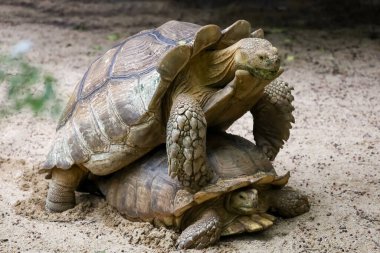 Tayland 'daki bahçede Sulcata kaplumbağasının başını kapat.