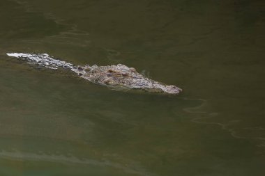 Tuz timsahı nehrin dibini boyluyor.