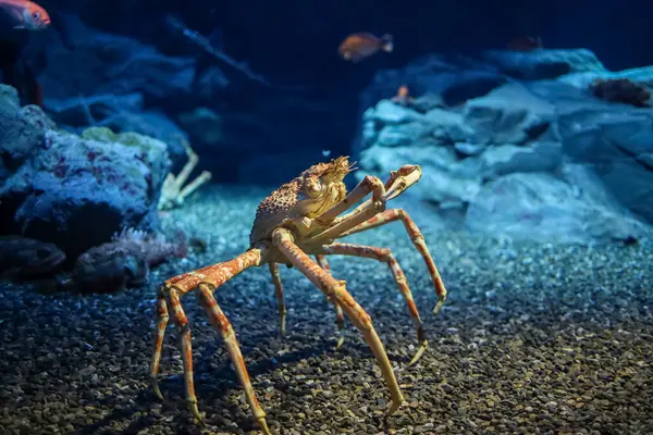 Stock image The japan spider king crab or alaska king crab at kaiyukan aquarium , Osaka ,Japan