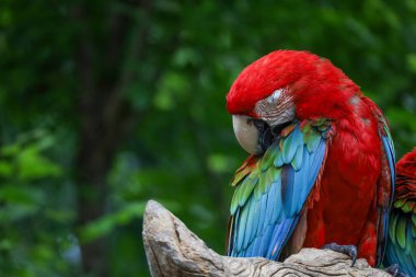Bahçedeki kırmızı papağan kuşunun kafasını kapat.