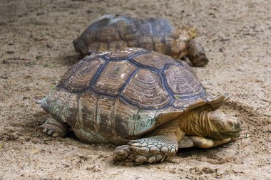 Tayland 'daki bahçede Sulcata kaplumbağası.