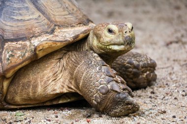 Tayland 'daki bahçede Sulcata kaplumbağasının başını kapat.