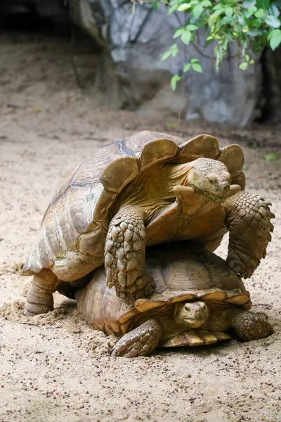 Tayland 'daki bahçede Sulcata kaplumbağasının başını kapat.