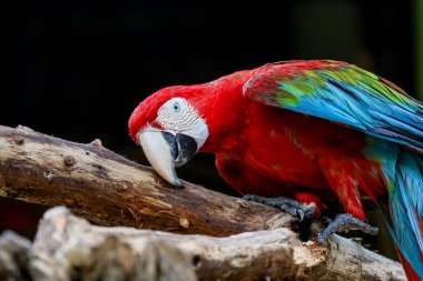 Bahçedeki kırmızı papağan kuşunun kafasını kapat.