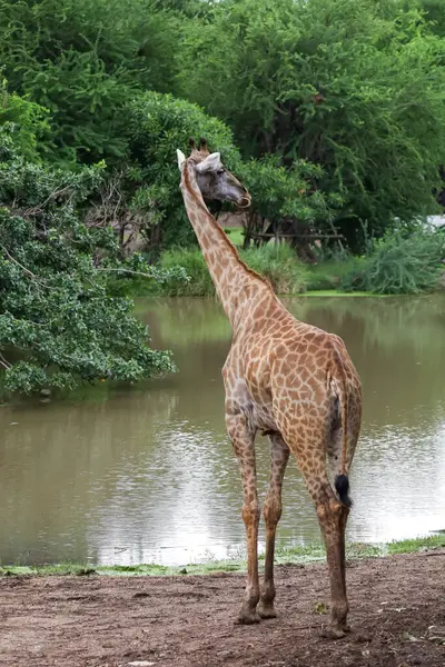 Stock image The giraff in the garden at nature sawana grass