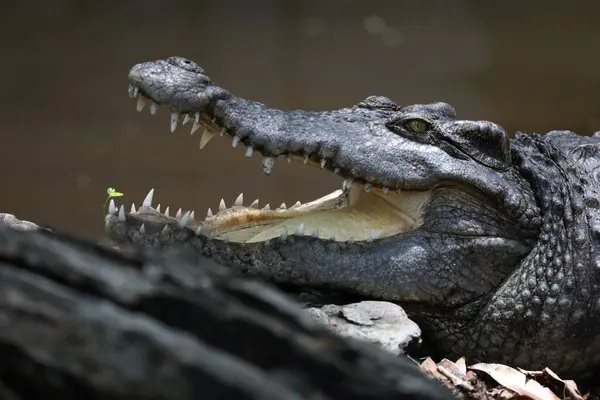 stock image Close up crocodile is action show head in garden