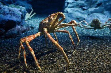 The japan spider king crab or alaska king crab at kaiyukan aquarium , Osaka ,Japan clipart