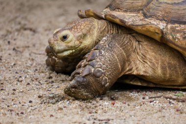 Tayland 'daki bahçede Sulcata kaplumbağasının başını kapat.