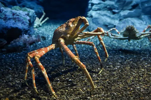 stock image The japan spider king crab or alaska king crab at kaiyukan aquarium , Osaka ,Japan