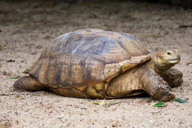 Tayland 'daki bahçede Sulcata kaplumbağası.