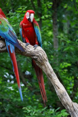 Bahçedeki kırmızı papağan kuşunun kafasını kapat.