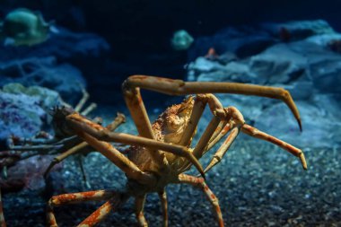 Japon örümcek kral yengeci ya da Kaiyukan akvaryumundaki alaska kral yengeci, Osaka, Japonya