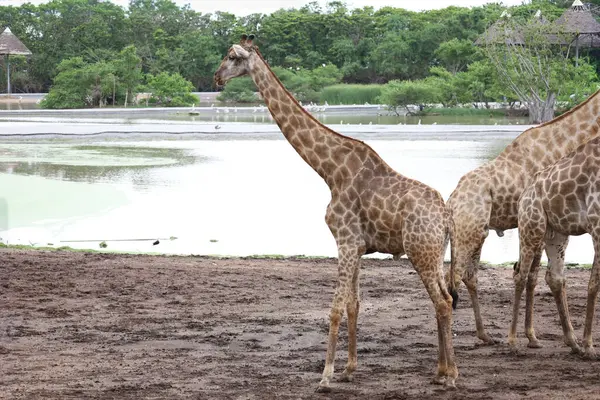 stock image The giraff in the garden at nature sawana grass