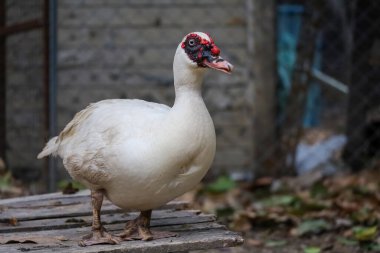 Beyaz mandalina ördeği bahçede dikiliyor. 