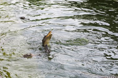 Tuz timsahını kapatın ve nehre atlayın.