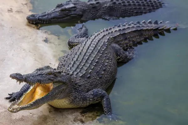 stock image Close up the crocodile near the river