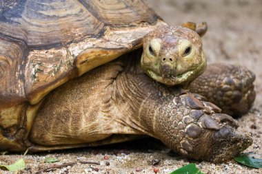 Tayland 'daki bahçede Sulcata kaplumbağasının başını kapat.