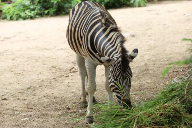 Burchell Zebra ailesi çiftlikte yemek yiyor. 