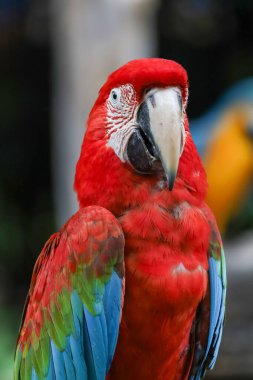 Kırmızı papağan kuşu kafasını kapatır ve doğa bahçesinde uyur.