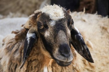 Yavru kahverengi koyun dinleniyor.