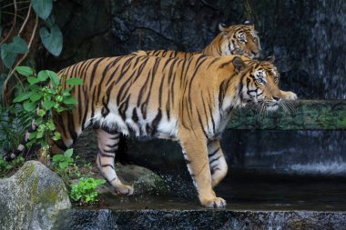 Bengal kaplanı çok güzel bir hayvandır ve ormanda tehlikelidir.