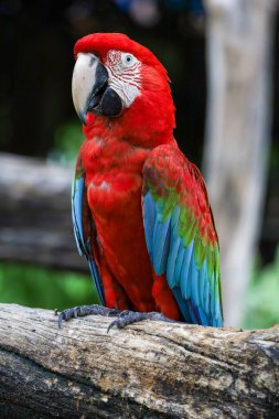 Bahçedeki kırmızı papağan kuşunun kafasını kapat.