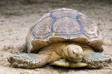 Tayland 'daki bahçede Sulcata kaplumbağasının başını kapat.