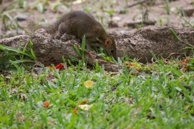 Sincap kök ağacında dinleniyor. 