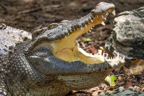 stock image Close up crocodile is rest and show head in garden