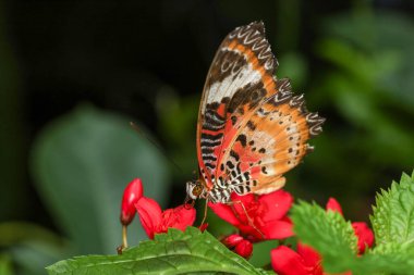 Çiçekteki güzel kelebek, doğa bahçesindeki güzellik kanadını gösteriyor.