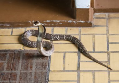 Güzel siyah kobra yılanı Tayland 'da beton zeminde