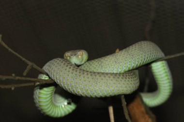Yılan (yeşil çıngıraklı yılan) sopa ağacında dinleniyor.