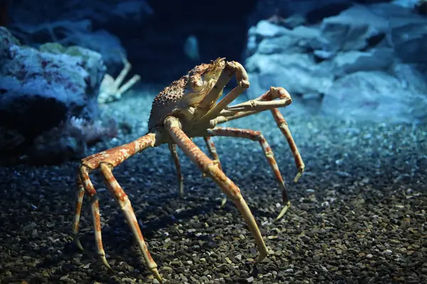 stock image The japan spider king crab or alaska king crab at kaiyukan aquarium , Osaka ,Japaan