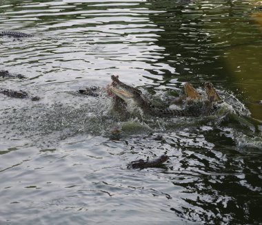 Tuz timsahını kapatın ve nehre atlayın.