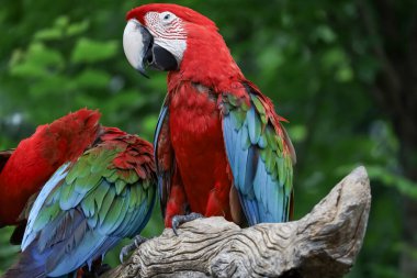 Bahçedeki kırmızı papağan kuşunun kafasını kapat.