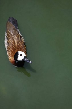 The White-faced Whistling Duck is swimming and look at camera in the river clipart