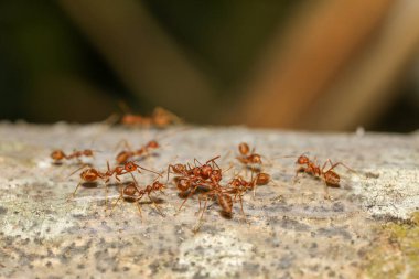 Tayland 'daki doğa arka planındaki ağaçtaki kırmızı karıncayı kapat