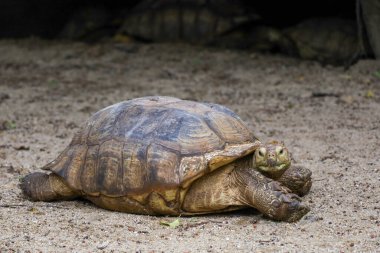 Tayland bahçesindeki Sulcata kaplumbağası.