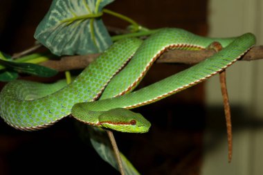 Papa yeşil çukur engerek yılanı ormanda