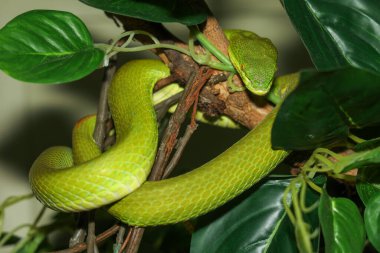 Close up green pit viper snake in the garden at thailand clipart