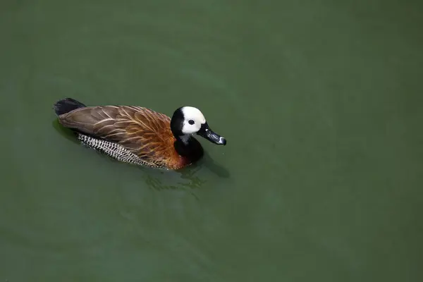 stock image The White-faced Whistling Duck is swimming in the river