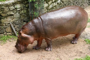 Close up head The Big hippopotamus in garden 