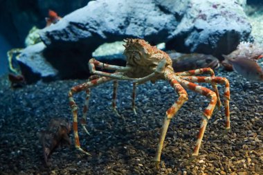 The japan spider king crab or alaska king crab at kaiyukan aquarium , Osaka ,Japaan clipart